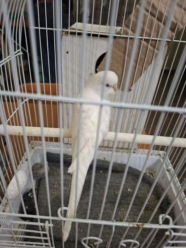 Амадины: Tam saglam papuqaydi. Bilen bilir ki bu reng retki rengdi ve bala — 2