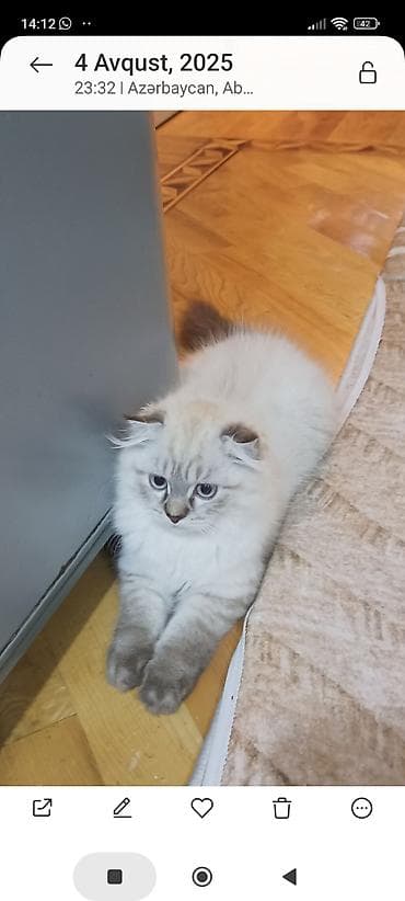 balaca ağ itlər: Şotland uzun tüklü, Erkək, Cütləşmə üçün — 5