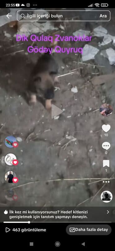 tap az heyvanlar: Zvonok — 2