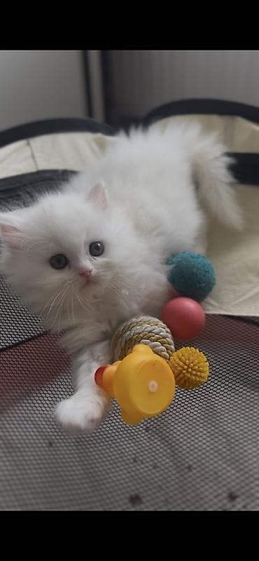 Pişiklər: Fars, Erkək — 4