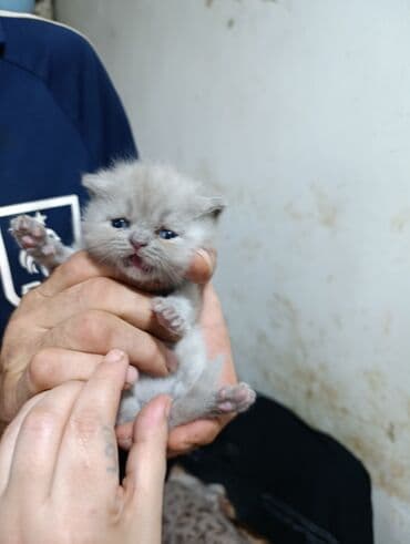 pi̇şi̇k: Britan — 4