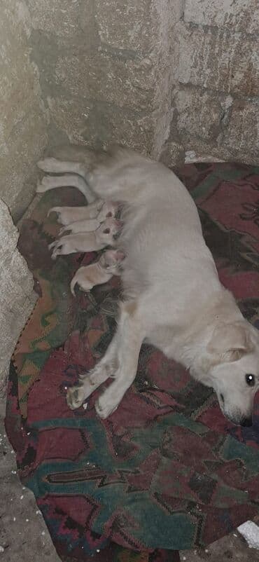 bala afcarka: Retriever, Erkek, Peyvəndli, Pulsuz çatdırılma — 4