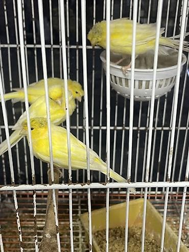 Bentley: 4 eded bülbül 3 erkek 1 dişi 2 ereke bir illikdi 1erkek 1 dişide 2 — 2