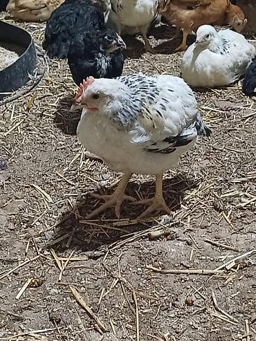 qaz cuceleri: Toyuq cücələri, Ətlik — 3