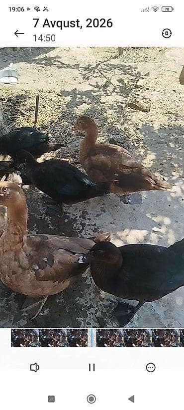 qus iran: Dişi -3 ay 20 günlükdür zümrüd lal ördeklərdir son qiyməti-25 AZN — 2