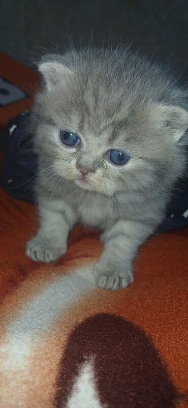 вислоухий кот цена: Шотладская вислоухая — 4