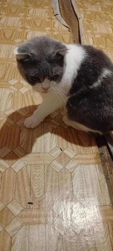 Şotland yastı qulaq