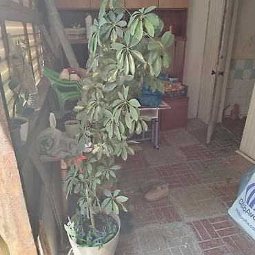 qab gulleri: Bitki: Şeflera (Schefflera arboricola, “cəngəl çətiri”) Tip: Otaq — 3