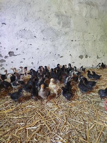 25 günlük Seçmə kənd cücələri satılır, tam sağlam, superaktiv lalafo.az -da 25 günlük Seçmə kənd cücələri satılır, tam sağlam, superaktiv