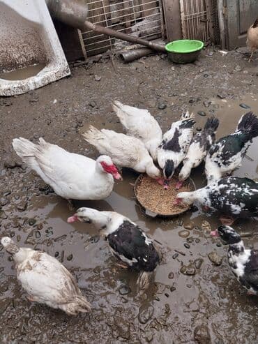 yumurta qoyan heyvanlar: Erkək, | Lal ördək, Ətlik — 4