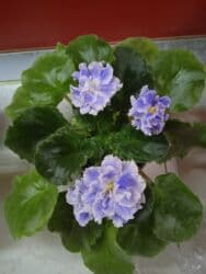 bənövşə gülü şəkilləri: Цветущие фиалки.По 10 м — 5