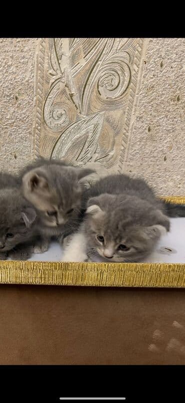 şotlan pişik: Şotland yastı qulaq, Erkək, Dişi, Yaxşı əllərə, Ünvandan götürmə, Pulsuz çatdırılma, Ödənişli çatdırılma — 194