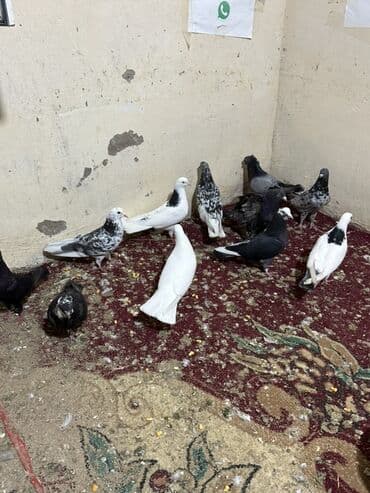 sebzi quşu: Hamisini goturen olsa 5 manatdan tek tek biri 10 manat — 2