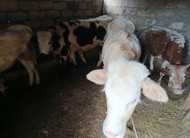 Yemlər: Satılır: Buzaqlar (bir neçə baş) — 1