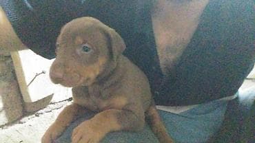 balaca it adlari: Doberman — 6