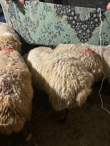 Salam heyvanlar hamısı sağlam heyvanlardı hamısı boğazdır!!! — 5