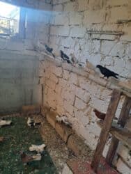 quş yuvasi: 4 manat Təsvir: - Növlər: müxtəlif rəng və naxışlarda ev/oyun — 9