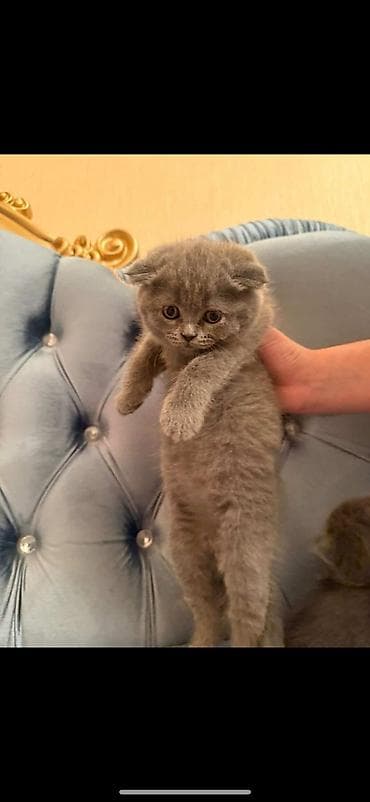 anqor pişik: Sevimli şirin pişik balası – rəng: narıncı/qızılı. Uzun və yumşaq — 6