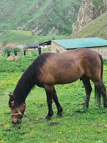 cins inekler azerbaycanda: Qəhvəyi rəngli, uzun qara yallı və quyruqlu at. Sağlam bədən quruluşu — 3