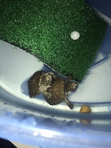 ev heyvanlari: 1dişi 1erkək bala Xəzər tısbağası🐢 4aylıqdırlar.Terraium və adası — 5