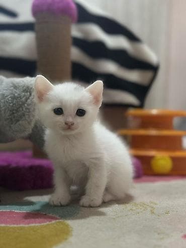 Balaca pişik balaları – evdə böyüdülmüş, mehriban və oyuncaqlarla