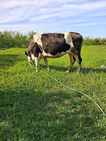 Dişi, il: 8, Südlük, Ünvandan götürmə