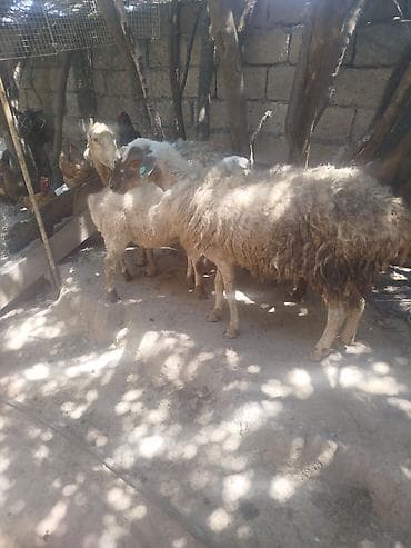 kreditle heyvan satisi: Məhsul: Qoyunlar və quzular - 2 ana qoyun + 2 bala quzu biri ana bala — 2