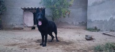 немецкие овчарки щенки купить: Немецкая овчарка — 4