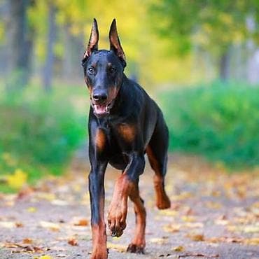 qurd basar itleri: Doberman — 3
