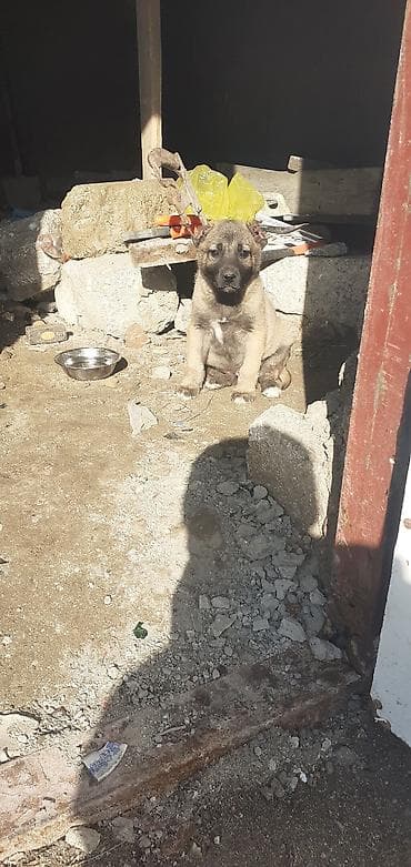 it adlari disi: Kanqal, 1 ay, Erkek — 9