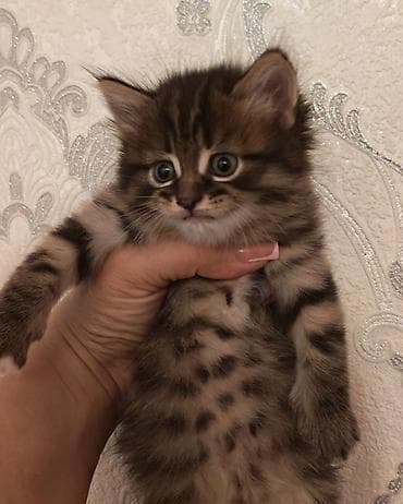 heyvan alqi satqisi: Sevimli balaca pişik:❤️ - Rənglər: - Tünd qəhvəyi zolaqlı, qarın — 1