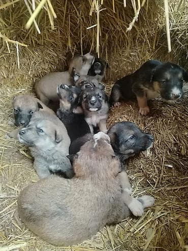 balaca sirin itler: Ünvandan götürmə — 5