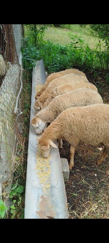 Dovşanlar: Məhsul: erkək quzular Təsvir: - Şəkillərdə kənd şəraitində — 2