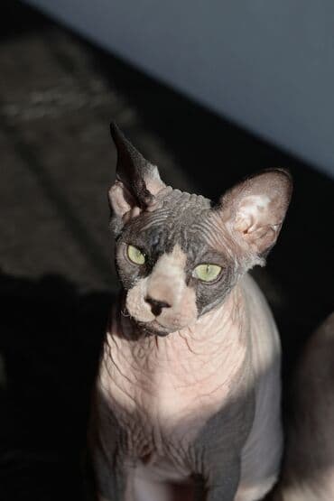 munchkin pişik: Sfinks, Erkək, Dişi, Yaxşı əllərə, Ünvandan götürmə — 8