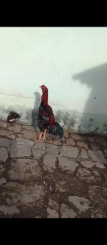 heyvalar: Təcili satılır super heyvandı qanına cinsinə cavabdehəm saxlıya — 1