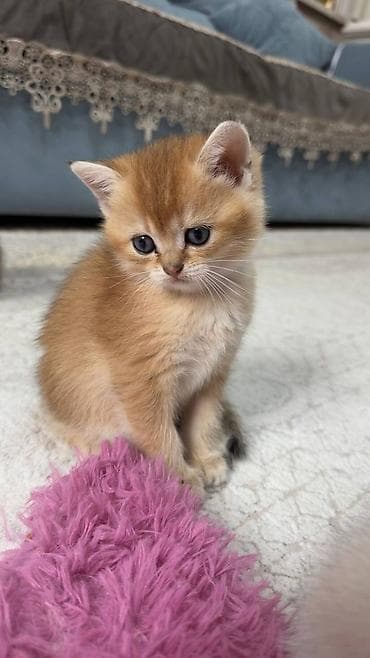 pişiklərin qiyməti: Britan, Dişi, Cütləşmə üçün, Pulsuz çatdırılma — 3