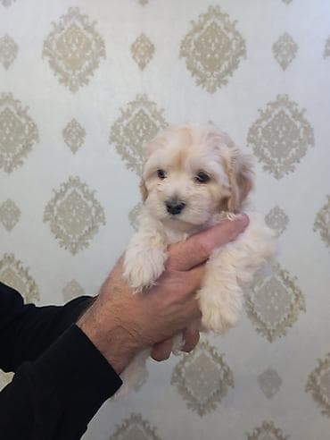 maraqli it adlari: Pudel, Peyvəndli — 6