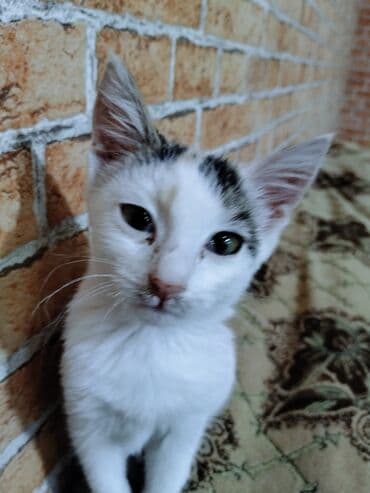 çin bıldırcını: Yaxşı əllərə — 1