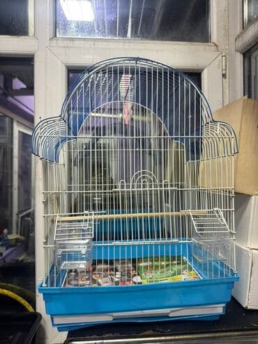 лоток для кошек баку: İri ölcülü təzə qəfəs satılır istifadə olumayıb yeni qəfəsdi qiymət 25 — 1