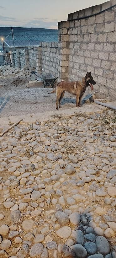 İtlər: Belçika avçarkası 9aylıq erkek peyvend olunub qurd dermanı verilib — 4