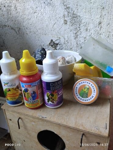 geref quşu: Hazir dişi tam əl quşu cütte olmuyub4-5 ayliqdi rucnoydu — 3