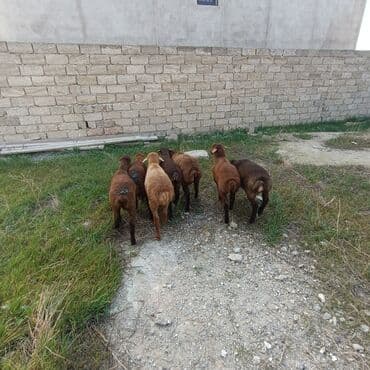 Salam aleyküm 7 dene emlik quzum cxdı satqa isdiyen buyursun elaqe