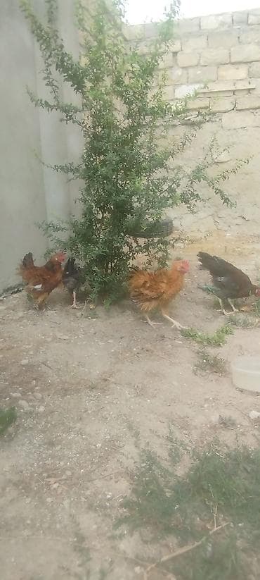 hamster satisi: Cəmi 4 eded cavan kənd xoruzlar idi tecılı satilirMəhsul: Yerli — 7