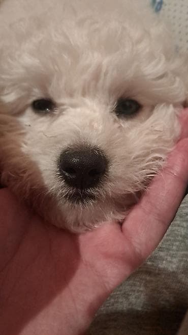 barter itle: Bişon Frize — 2