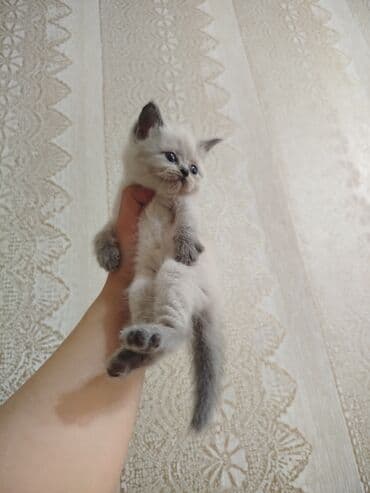 шиншилла котенок купить: Шиншилла, Самец, Самка, В добрые руки — 7