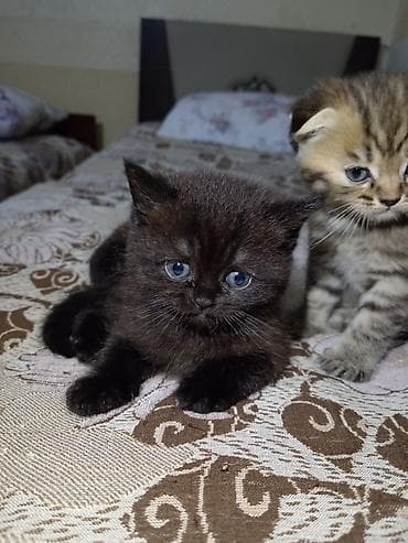 pisi: Britan, Dişi, Yaxşı əllərə, Ünvandan götürmə — 3