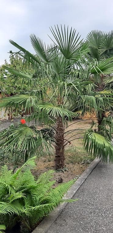 Ev və bağ: Trachycarpus fortunei (Külək xurması) – dekorativ palma ağacı - Növ — 1