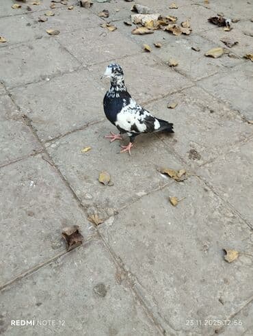 Qiymət 1-ne aiddir.Əbrəş ağ baş 18 tük,qara çil kevəndir 12-13 lalafo.az -da Qiymət 1-ne aiddir.Əbrəş ağ baş 18 tük,qara çil kevəndir 12-13