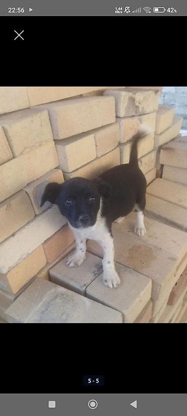 balaca at: Zvonok, 1 ay, Dişi, Peyvəndli, Ödənişli çatdırılma — 5