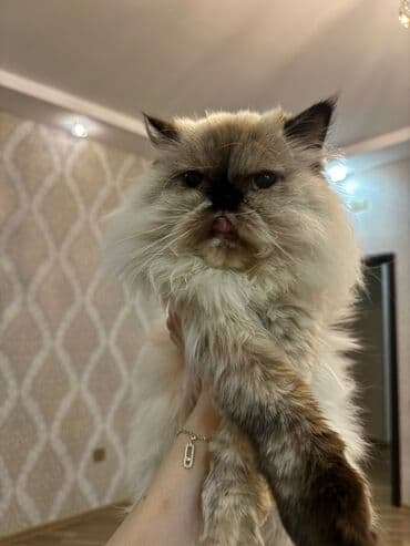 menks cinsi pişik: Fars, Dişi, Yaxşı əllərə, Ünvandan götürmə — 4